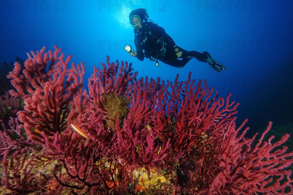 Diver looking at colour-changing gorgonian