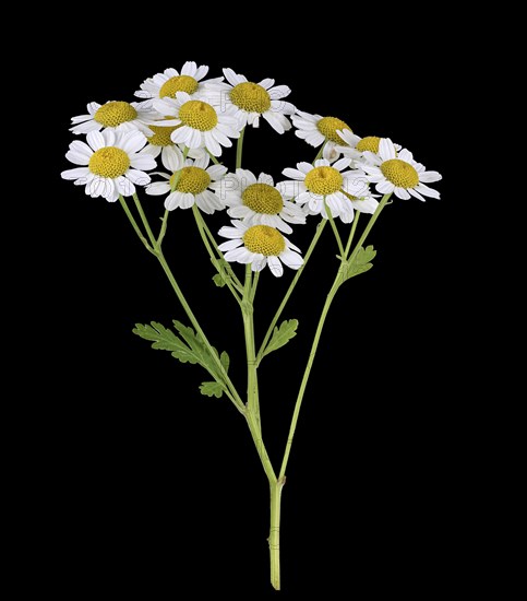 The Feverfew