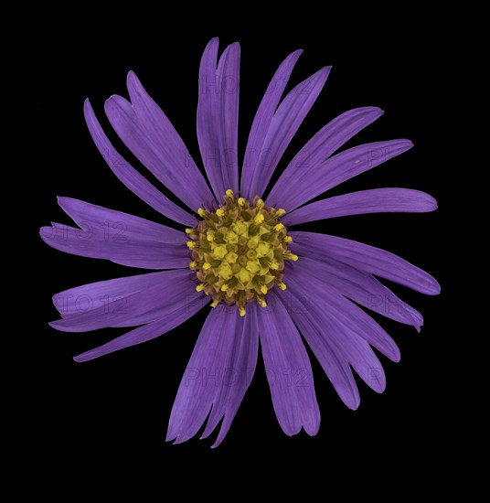 European Michaelmas Daisy