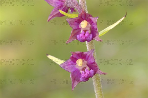 Dark red helleborine