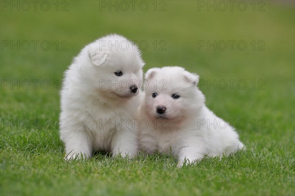 Samoyed Domestic dog