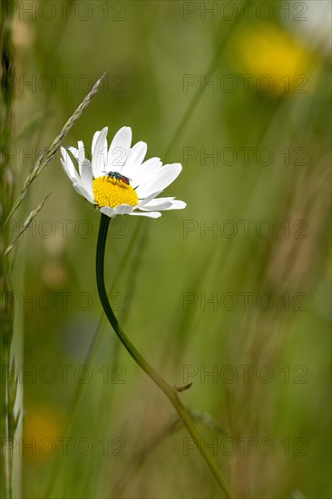 Flowering marguerite