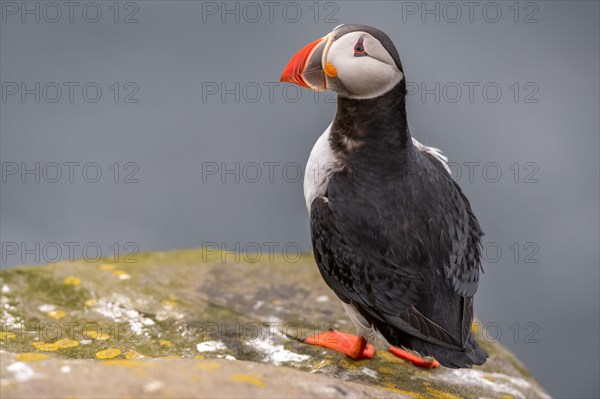 Puffin