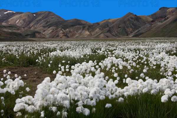 Cottongrass