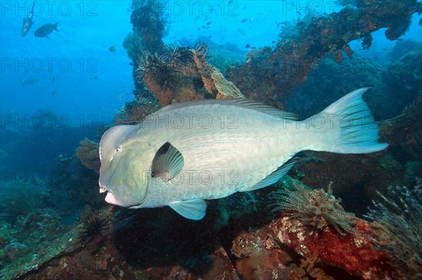 Indian humphead parrotfish