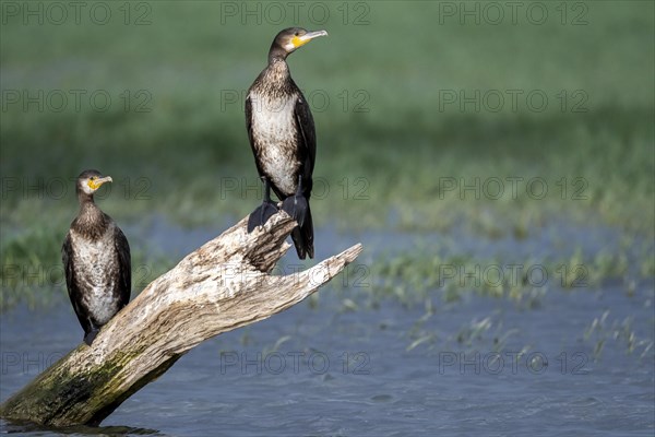 Cormorants