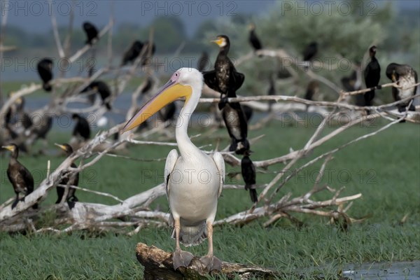 Dalmatian pelican