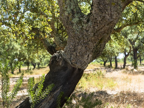 Cork oak