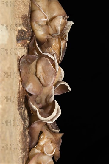 Auricularia auricula-judae