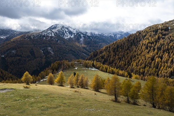 Autumn coloured larches