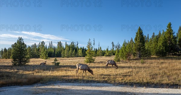 Three female White-tailed deer