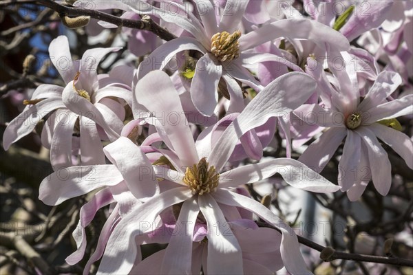 Flowers of the star magnolia