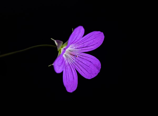 Wild geranium