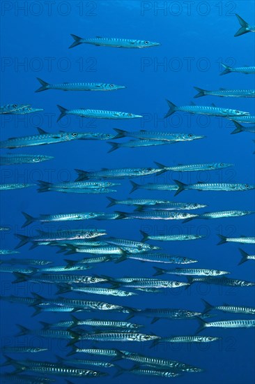 School of European barracuda