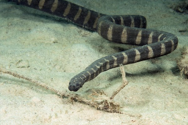 Indian warty snake