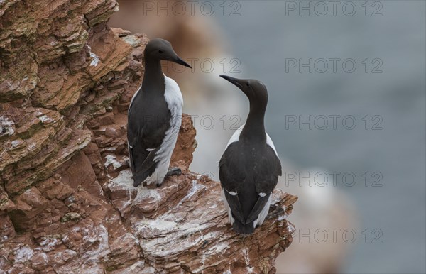 Common guillemots