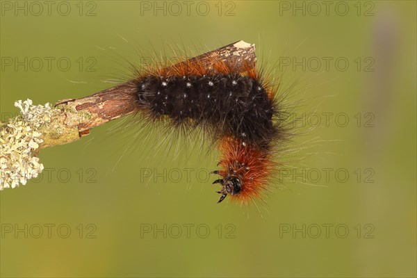 Garden tiger moth