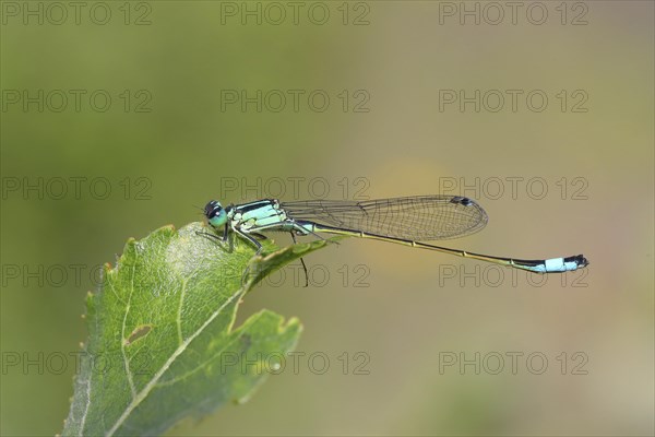 Blue-tailed damselfly