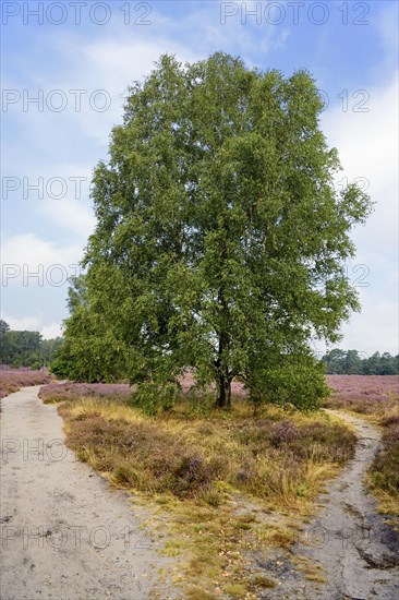 Heathland