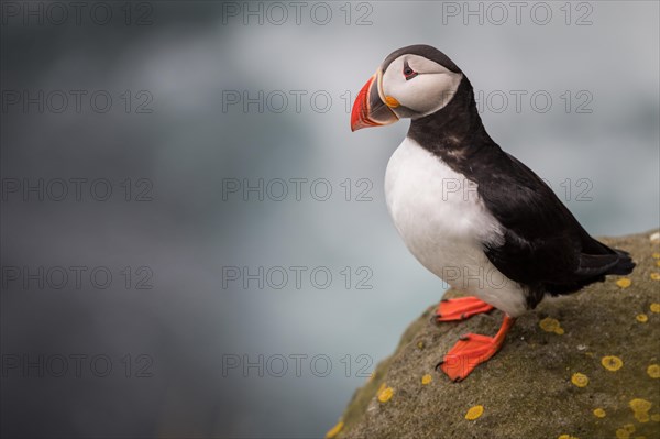 Puffin