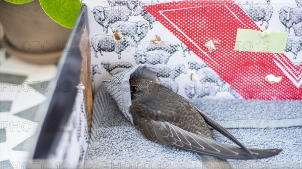 Common Swift