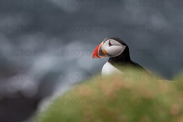 Puffin