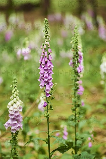 Common foxglove