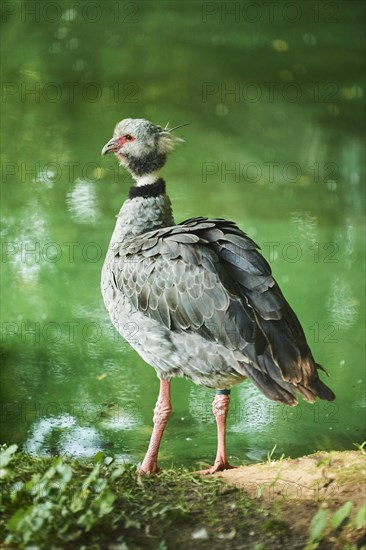 Southern screamer