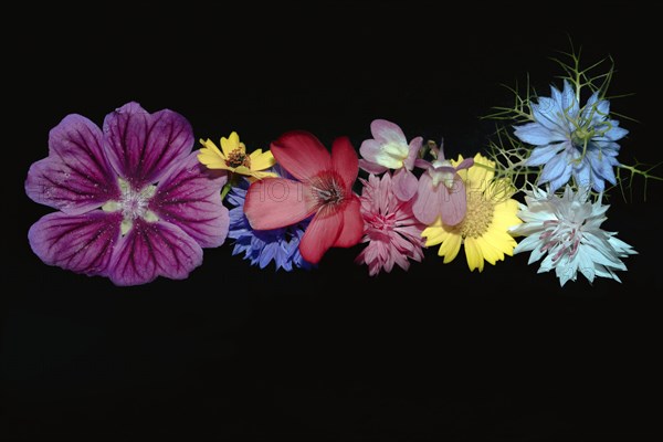 Various colourful flowers of meadow flowers lie in a row