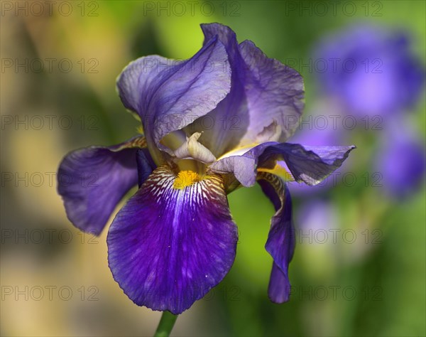 Blue-violet flower of an iris