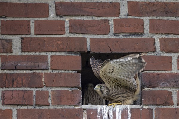 Common kestrel