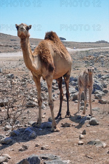 Wild Dromedary
