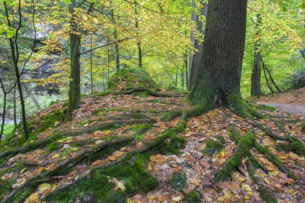 Beech with powerful root system