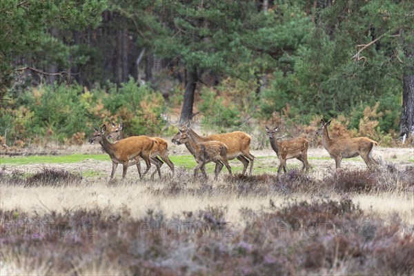 Red deer