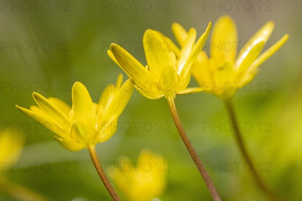 Lesser celandine