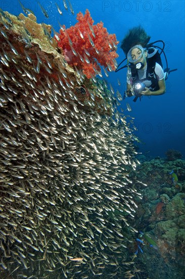 Shoal of Red Sea Dwarf Sweeper