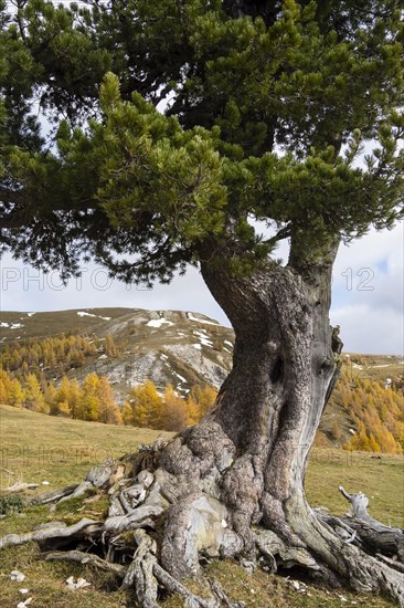 Swiss stone pine on an alpine meadow