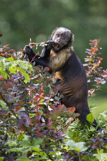 Yellow-breasted Capuchin