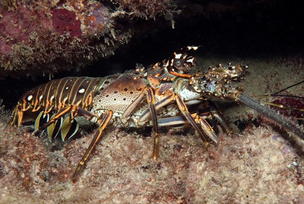 Caribbean spiny crayfish
