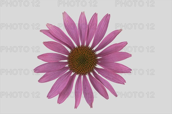 Purple Cone flower