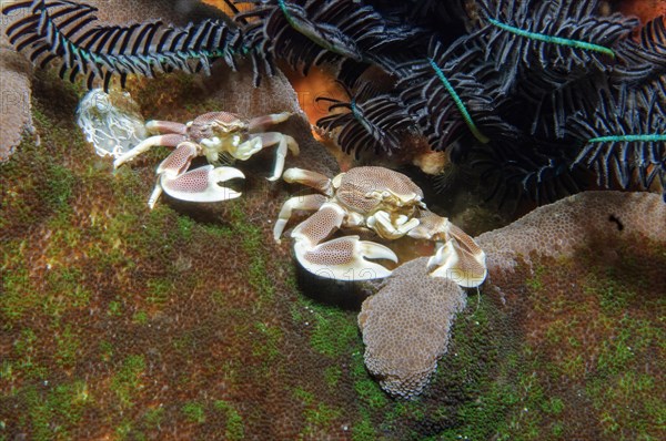 Pair of spotted anemone crab