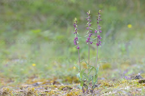 Dark red helleborine