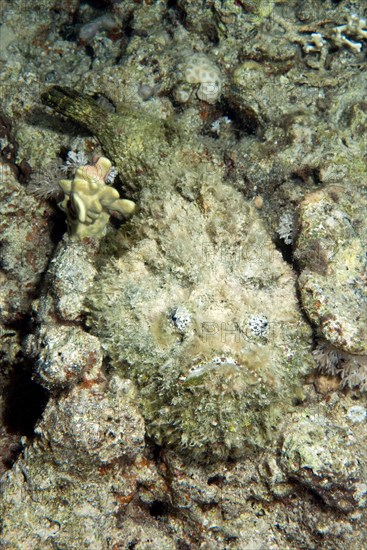 Reef stonefish