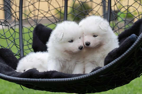 Samoyed Domestic dog