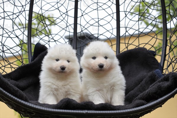 Samoyed Domestic dog