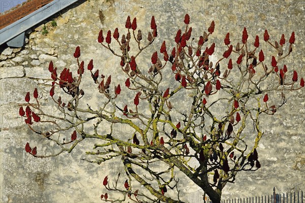 Bush with red umbels in front of the stone facade of a house in the Rue de Jouy