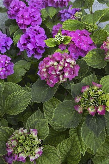 Bigleaf Hydrangea