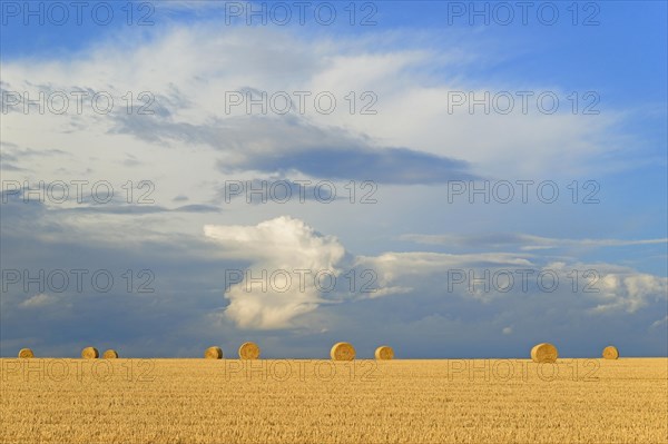 Grain field