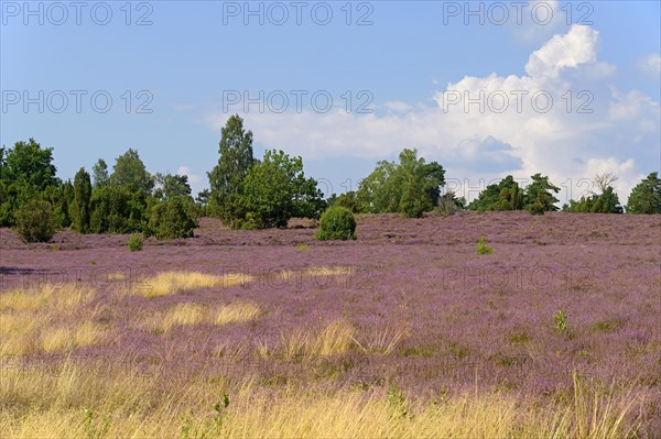 Heathland