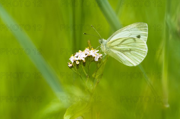 Green-veined white